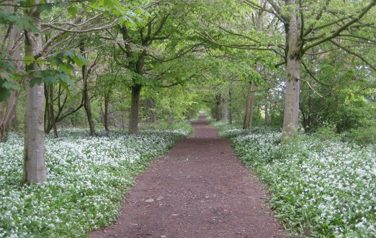 Erddig - Path through Erddig Country Park woodland Path through Erddig Country Park woodland