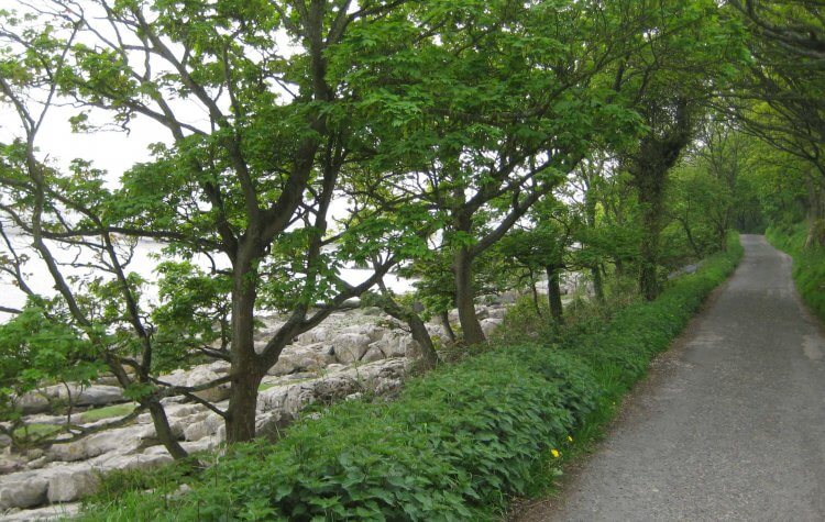 Tree lined path along the coast