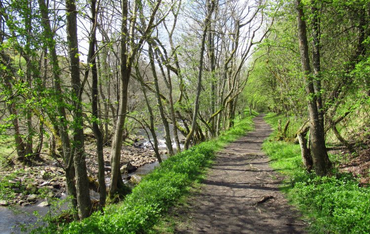 Track along Bollihope Burn
