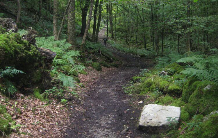 Path through Grass Wood
