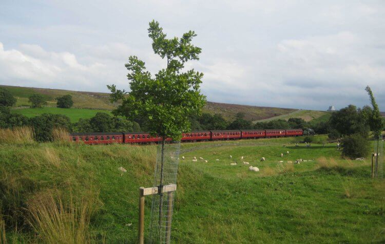Steam train passing