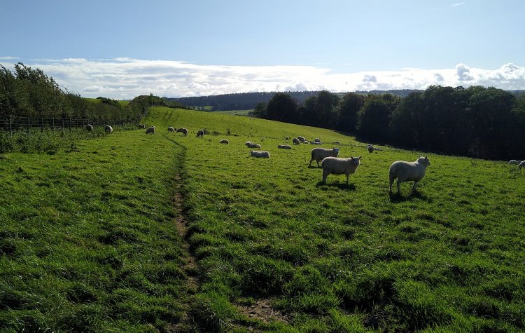Track across a field of sheep at High Warden in Hexham