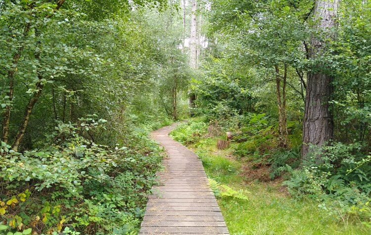 Kibblesworth - Wooden platform through Beamish forest Wooden platform through Beamish forest