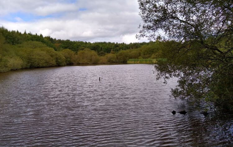 Kibblesworth - Small lake in Beamish Forest Small lake in Beamish Forest
