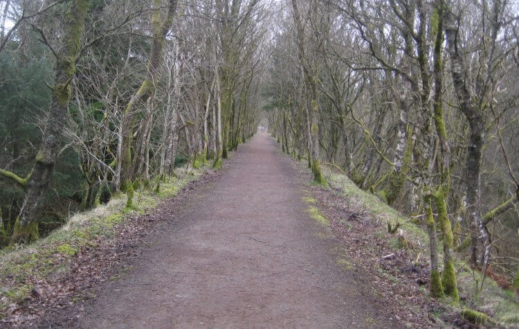 Tree lined path to the viaduct