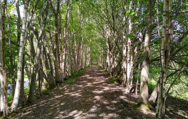 Woodland track on the South Tyne Cycle Trail toward Lambley