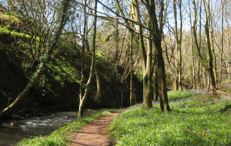 Bluebell wood along Quarry beck