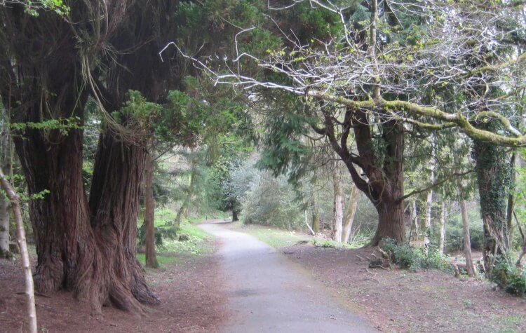 Lanhydrock - Path through the trees at Lanhydrock Path through the trees at Lanydrock
