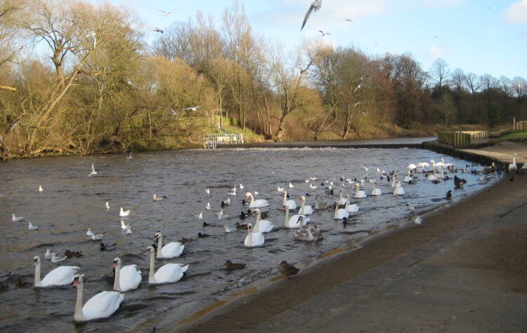 Lumley - Birds on the River Wear Birds on the River Wear