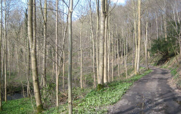 Lumley - Woodland path along the River Wear Woodland path along the River Wear