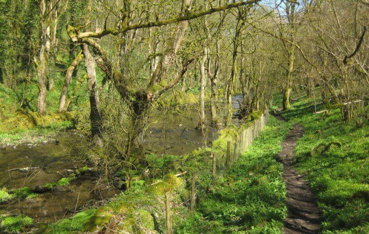 Woodland path along the River Wye