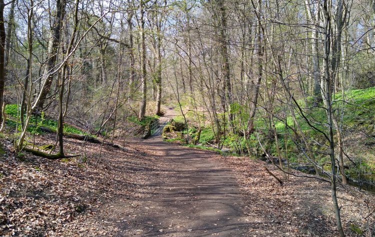 Walbottle Dene near Newburn