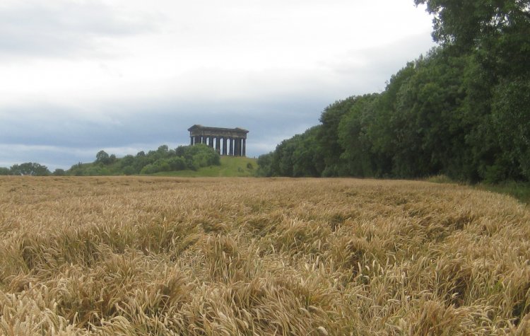 View of Penshaw monument over the crops