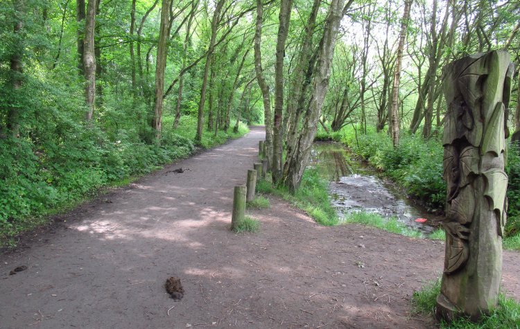 Guisborough - Track through Guisborough Wood Track through Guisborough Wood