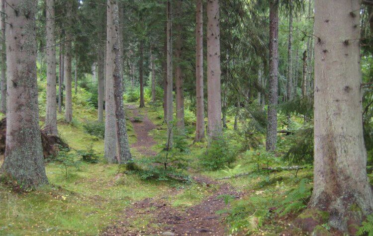 Woodland path
