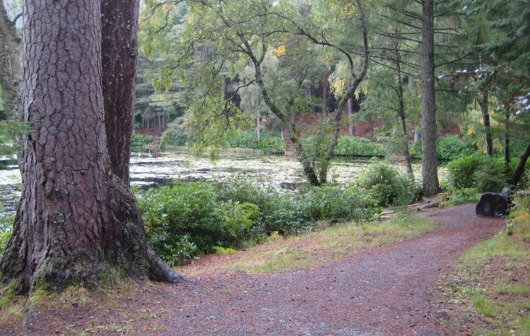 Lily pond in Faskally wood
