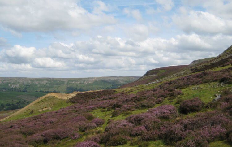 Purple heather on the moors