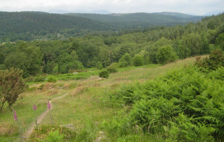 Path leading to the plantation