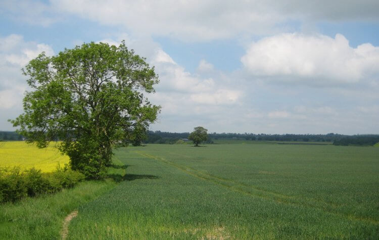 Rokeby - Path through the farm crops Path through the farm crops