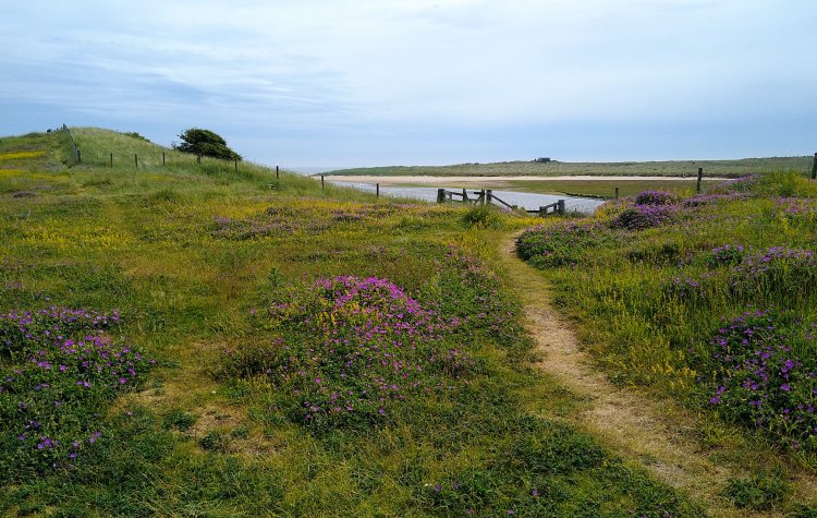 Track through Beadnell Bay Sand Dunes to Long Nanny Burn
