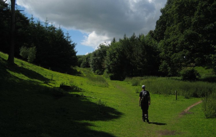 Entering Broomleyhope Wood