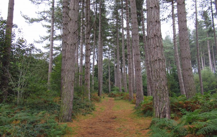 Path through Broomleyhope Wood