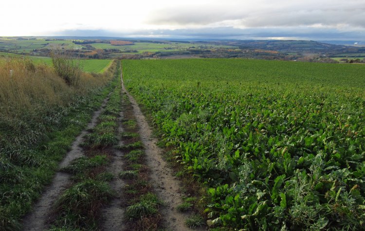 Farm track through the crops on Mickley Common