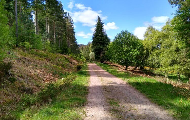 Track through Thrunton Woods