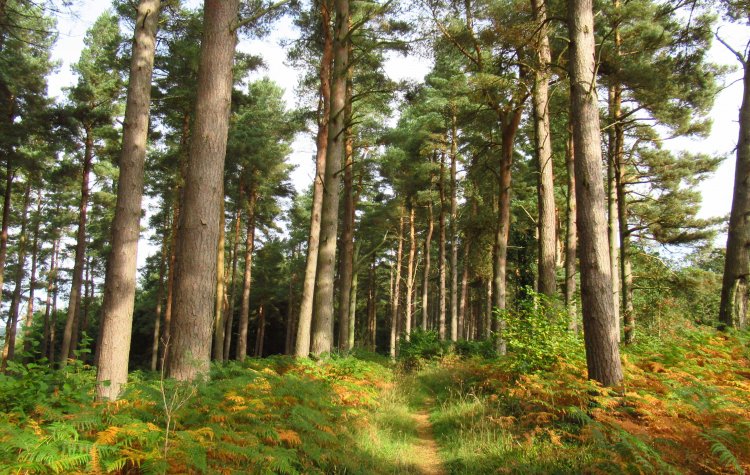 Whitley Chapel - Steelhall woodland path Steelhall woodland path