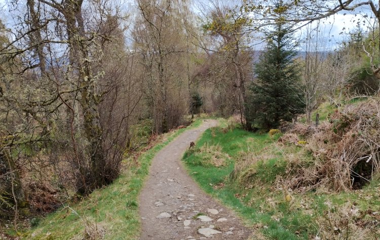 Ben Vrackie - Path through the wood Path through the wood