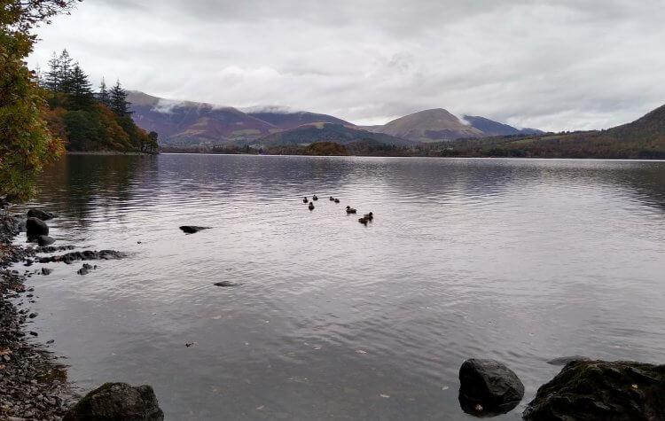 Ducks on Derwentwater