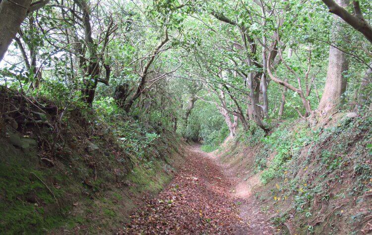 Tree lined track up to Greenside