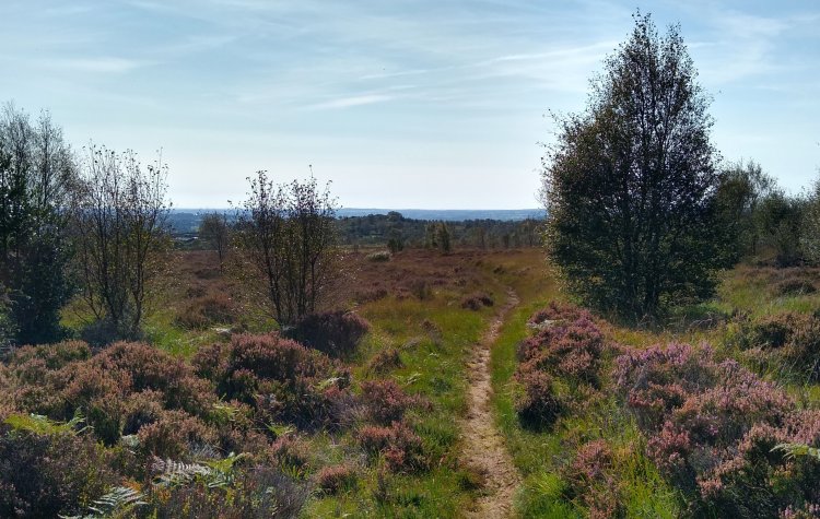Brimham Rocks - Moorland Brimham Rocks Moorland