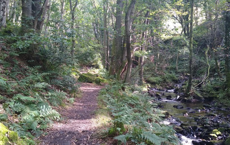 Brimham Rocks - Path following Fell Beck Path following Fell Beck