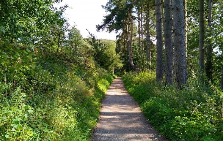 Fewston Reservoir - Tree lined path Tree lined path to Fewston Reservoir