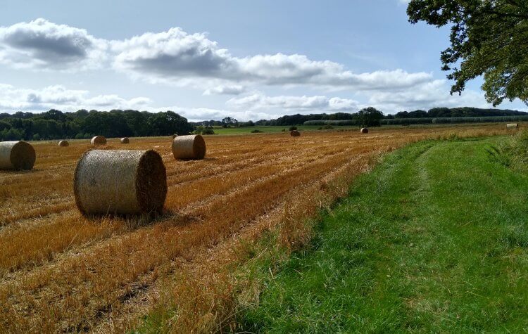 Ushaw - Crop field near Langley Park Crop field near Langley Park and Ushaw Moor