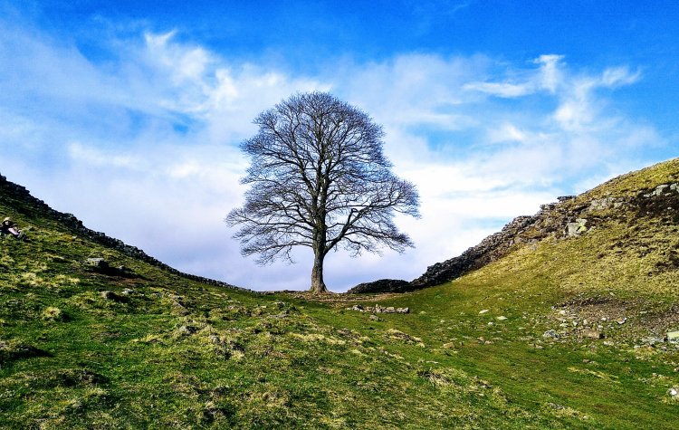 Shield on the wall - Sycamore Gap Shield on the wall - Sycamore Gap