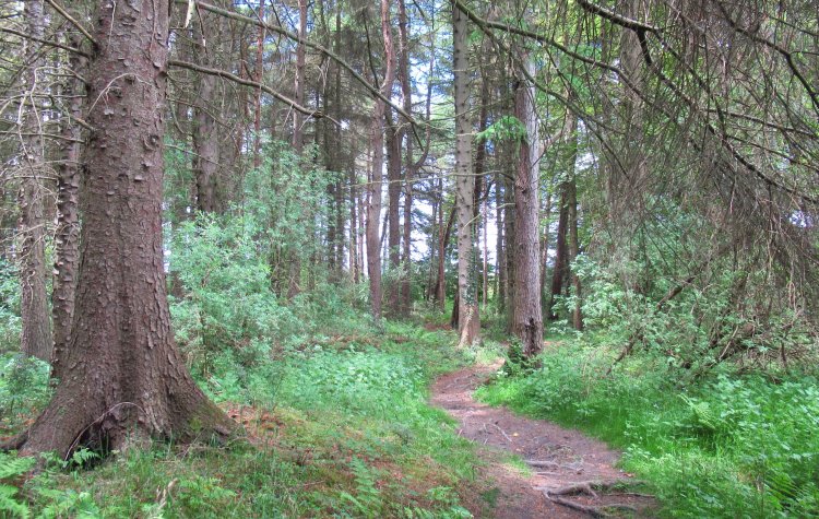 Medomsley - Pithouse plantation Pithouse plantation