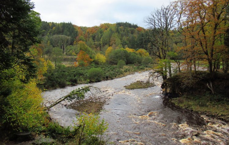 Allen Banks - The River Allen near Staward Gorge The River Allen near Staward Gorge