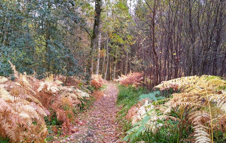 Allen Banks - Autumn Ferns Autumn Ferns at Allen Banks