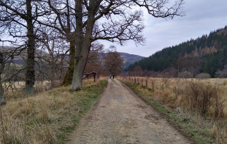 Track through Woodpark Plantation near Yair Hill Forest
