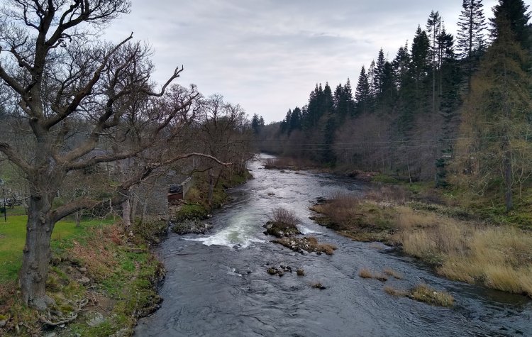 The River Tweed near Yair Hill Forest