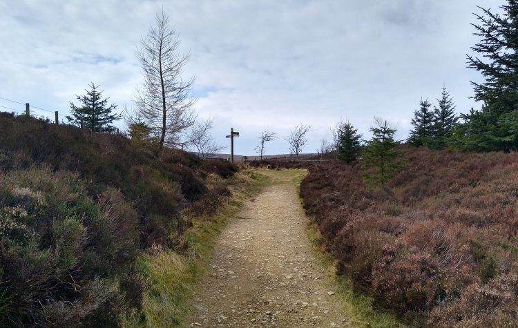 Track through heather near Yair Hill Forest