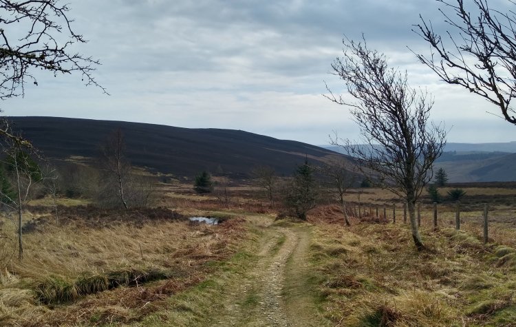 Track alongside Kneesend Plantation near Yair Hill Forest