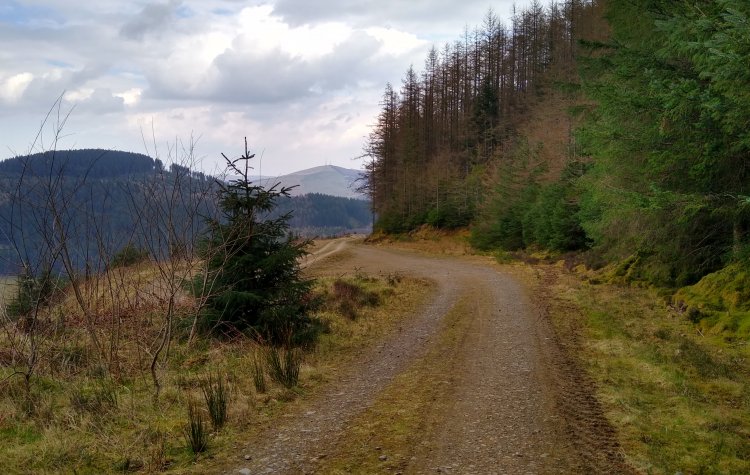 Track through Yair Hill Forest with views of the hills ahead