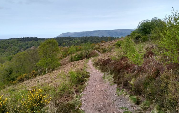 Horner Wood - Path leading from Dunkery Beacon to Webber's Post Path leading from Dunkery Beacon to Webber's Post