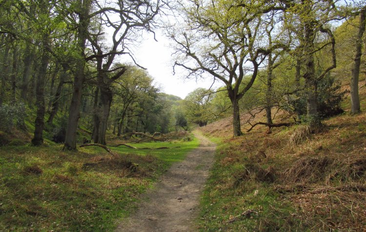 Quantock Hills - Lady's Edge path Lady's Edge path
