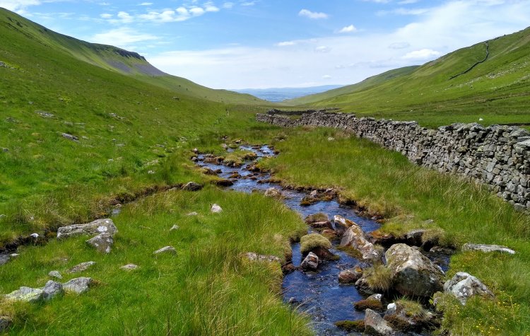 High Cup Gill