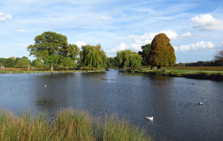 Twickenham - Lake in Bushy Park Lake in Bushy Park