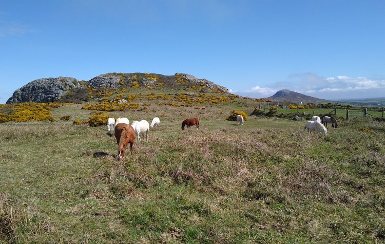 Whitesands Bay - Wild Ponies grazing on St David's Head Wild Ponies grazing on St David's Head